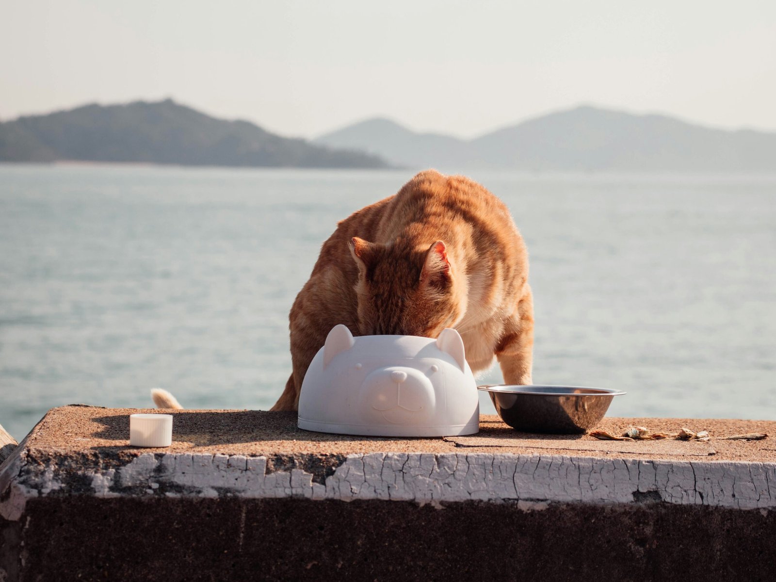 失业后，她竟靠“猫饭”闯出一条新路-acehub.cc